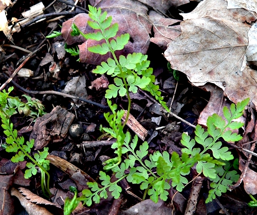 {Cystopteris protrusa}